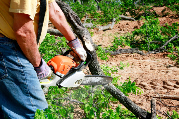  Camp Barrett, VA Tree Service Pros